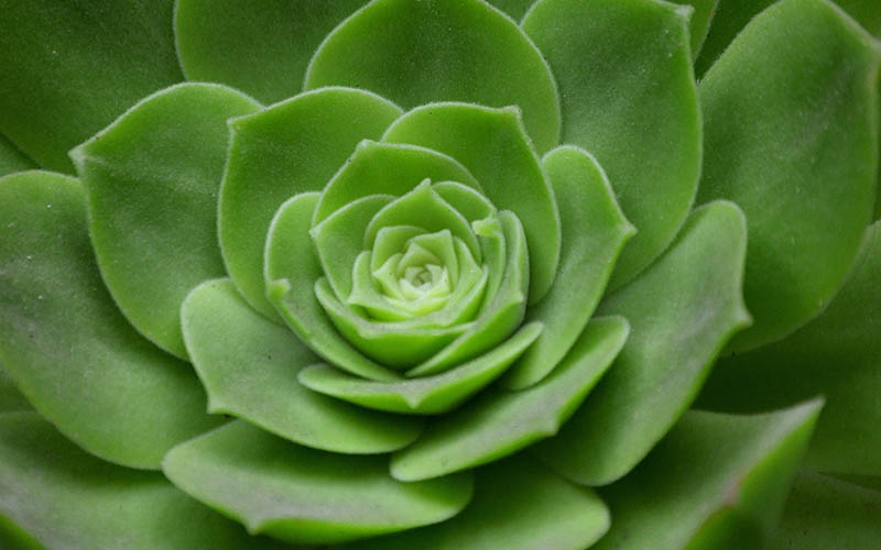 Green and Blooming Plants